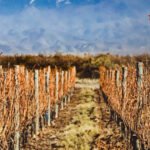 The Incredible History of Malbec Wine