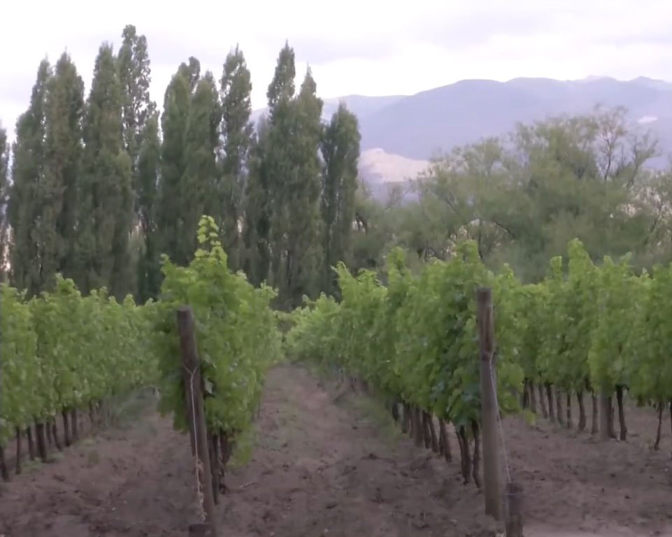 salentein malbec, salentein winery, uco valley mendoza argentina